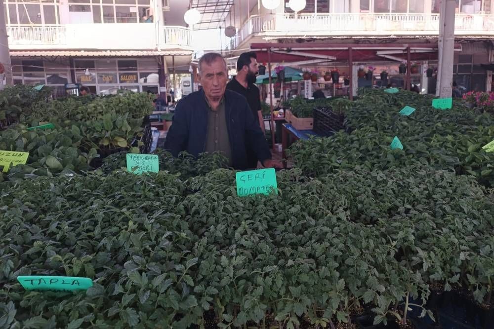 Don felaketinden sonra sebze fidelerine talep arttı