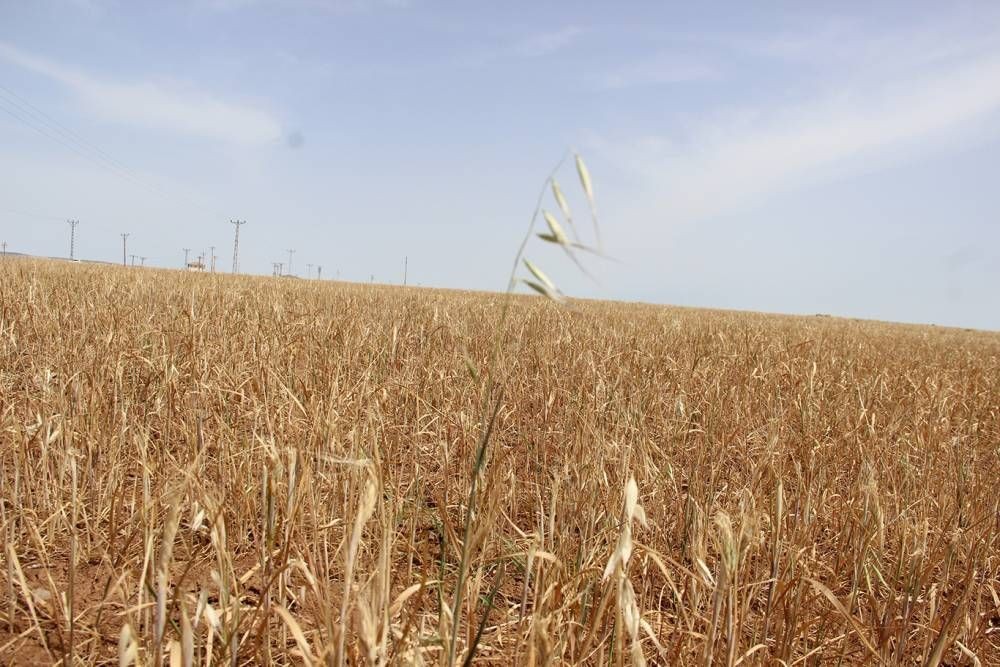 Kuraklık çiftçiyi vurdu: Verim sıfır, borçlar birikti, destek bekleniyor