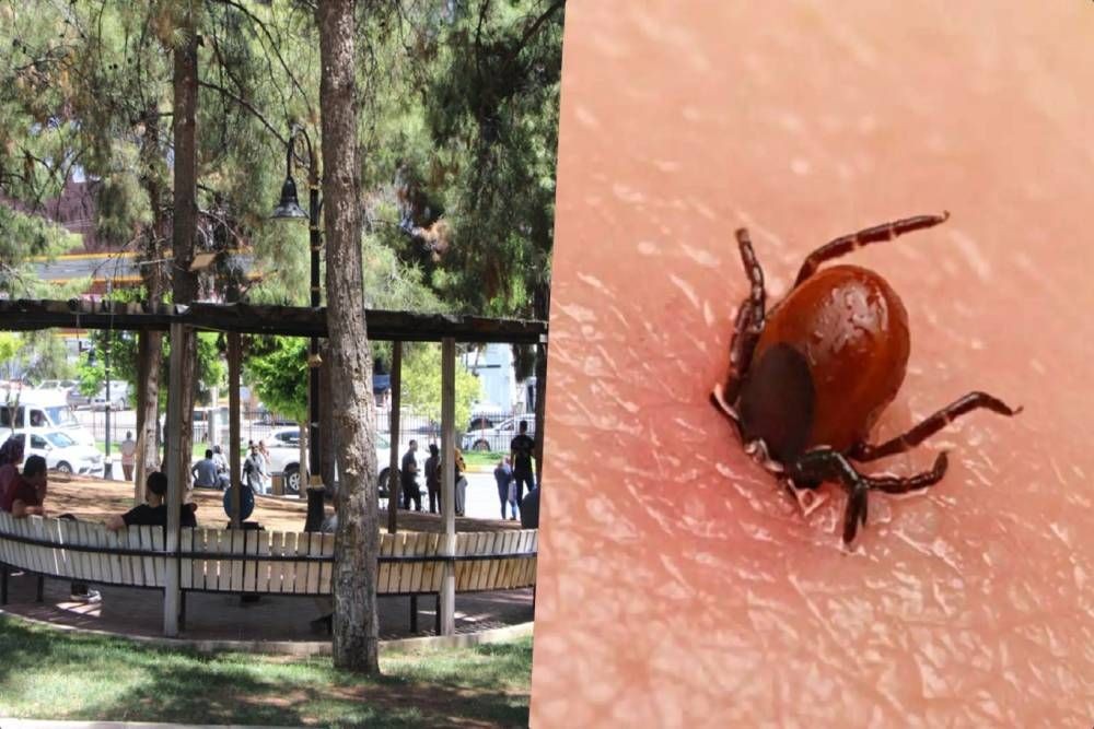 Kırım Kongo Kanamalı Ateşi’ne karşı dikkat edilmesi gerekenler?