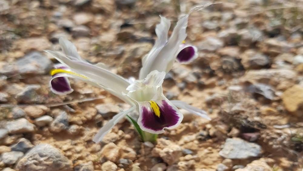 Malatya’da Nevruz Çiçekleri açtı