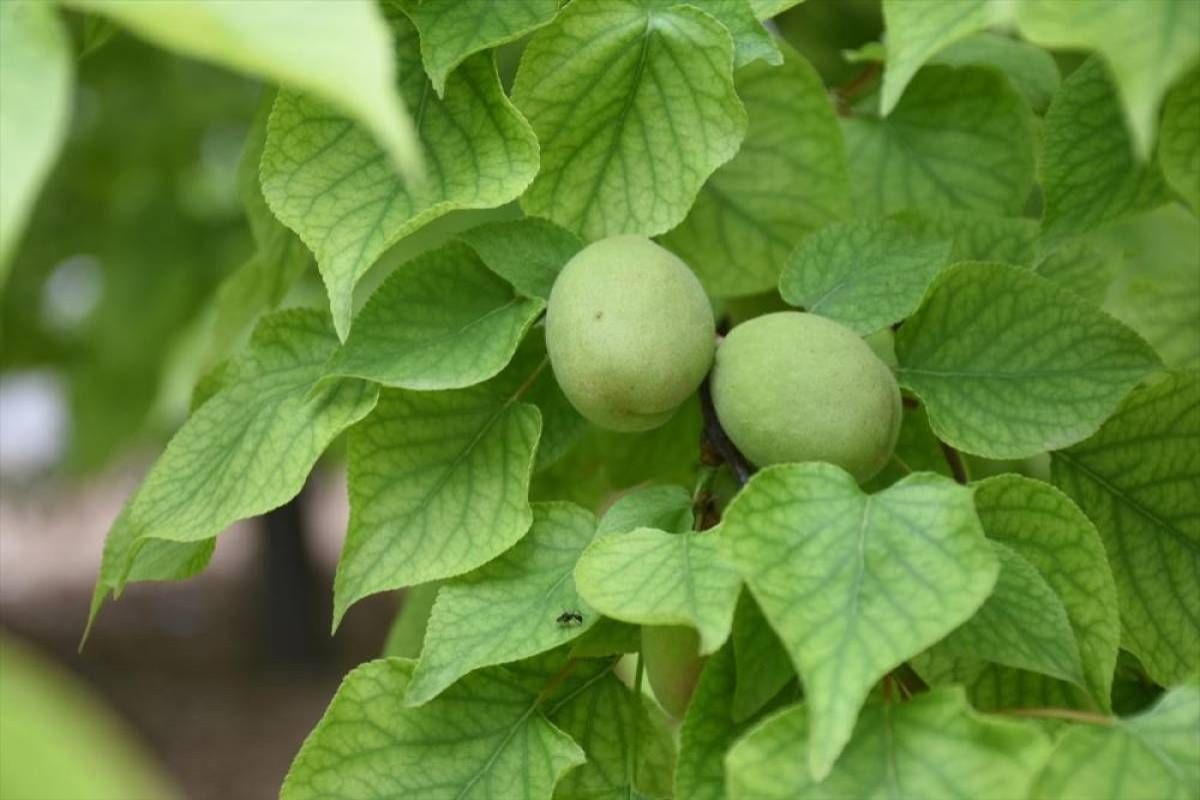 Başkan Özcan: "Malatya kayısısı henüz hasat edilmedi ve raflara girmedi"