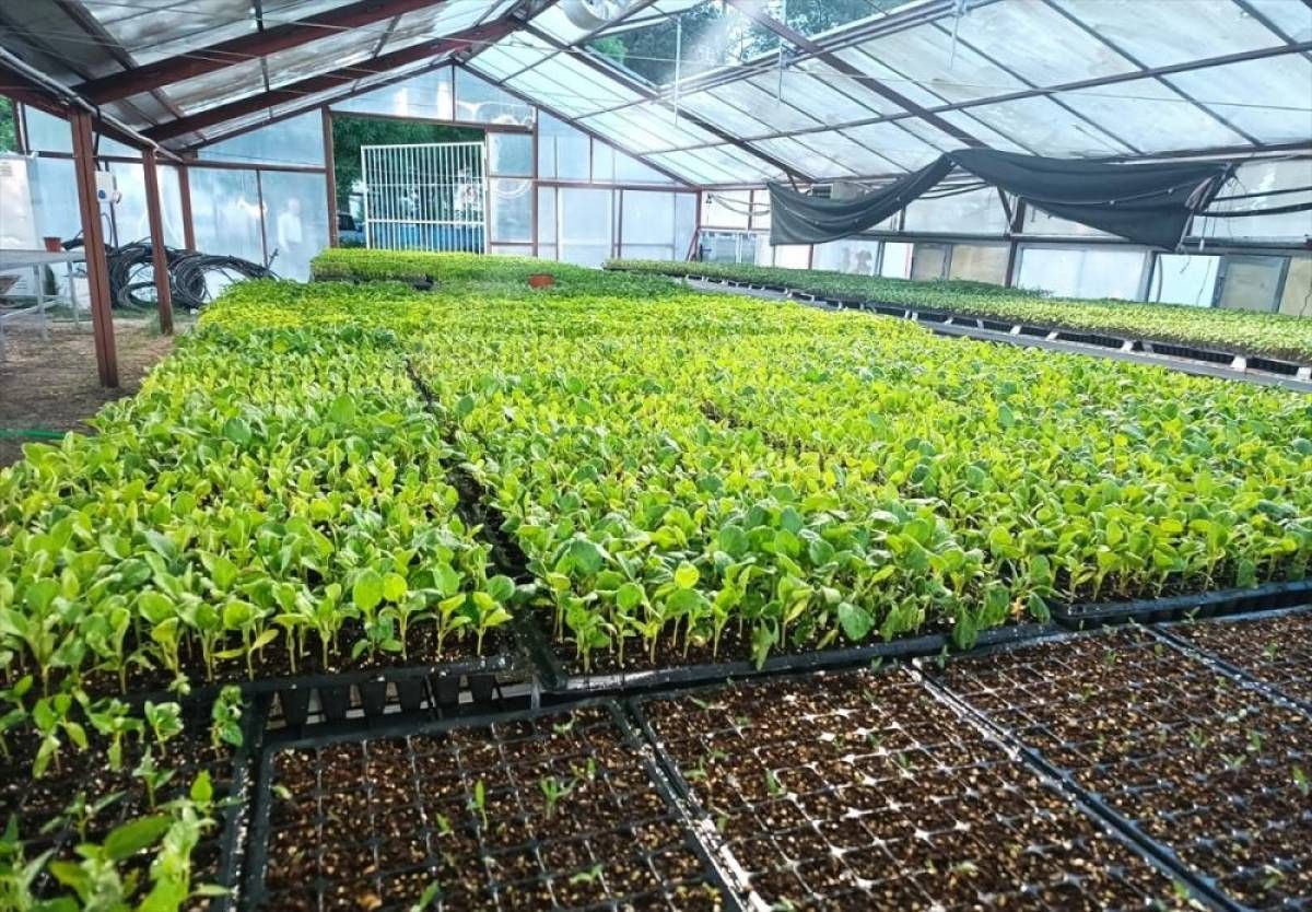 Malatya Ziraat Okulu'nda tavuk ile sebze fidesi yetiştiriliyor