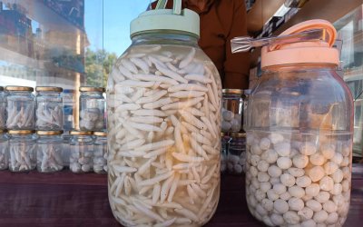 Dağlardan gelen şifa, kenger sakızı el yakıyor