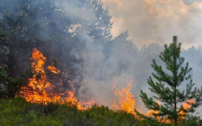 Çanakkale orman yangını