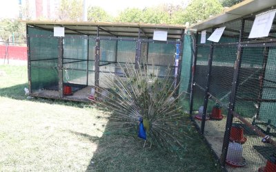 Battalgazi Engelsiz Yaşam Merkezi'nde hayvanlarla rehabilitasyon başladı