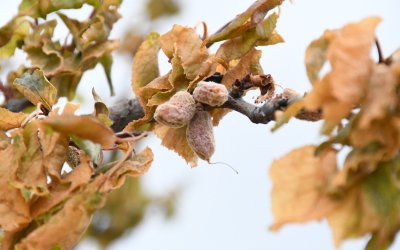 Kayısı Üreticilerine Nefes Aldıracak Destek Kararı