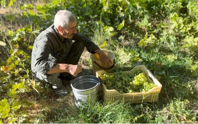 3 Bin Dönüm Bağdan Geriye 3 Dönüm Kaldı