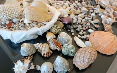 Hobisi Tutkuya Dönüştü, Milyonlarca Deniz Kabuğu Biriktirdi