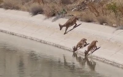 Darende’de Yaban Keçileri Cep Telefonu Kamerasına Yansıdı