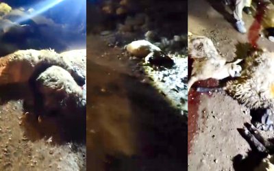 Tırın Çarptığı 13 Koyun Telef Oldu