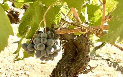 Arapgir’de Üzüm Hasadı Sürüyor, Rekolte Beklenenin Altında Kaldı