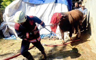 Battalgazi’de Ahır Yangını: 8 Büyükbaş Hayvan Kurtarıldı