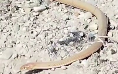 Malatya'da kırmızı yılan görüldü