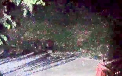 Aç Kalan Domuzlar Mahalleye dadandı