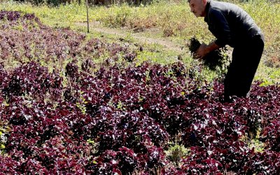 Reyhan Üretimi Katlanarak Artıyor: Üretici de Tüketici de Memnun