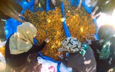 Hekimhan’da Alıç Sezonu Başladı: Şifa Deposu Meyve Hasada Çıktı