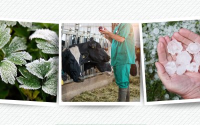 Malatyalı Kayısı Üreticisi Destek Ödemesini Bekliyor