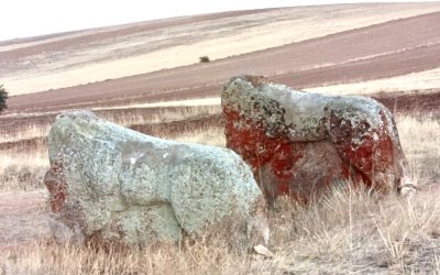 Bozkurt'tan Aslantaş Kararına Tepki: “Üç Bin Yıldır Kendini Koruyan Aslanı Kimse Götüremez”
