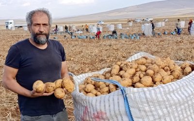 Türkiye’nin Kaliteli Patatesi Başdirek’ten Geliyor: Rekor Hasat Kapıda
