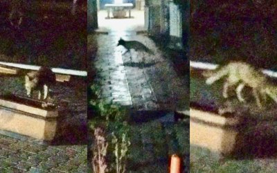 Malatya’da Şehir Merkezine İnen Tilki Kameralara Yansıdı