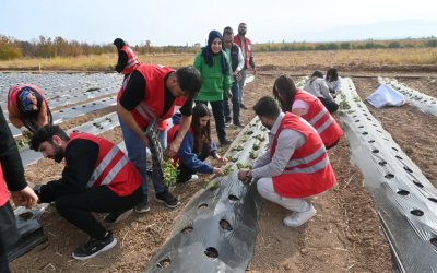 Malatya’da Çilek Projesinde 12 Üreticiye Bahçe Hibe Edilecek