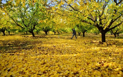 Kayısı Bahçelerinde Sonbahar Mücadelesi Başladı