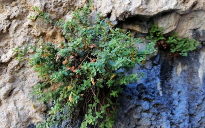 Malatya’nın Gizli Hazinesi: Şifa Saçan Bitki