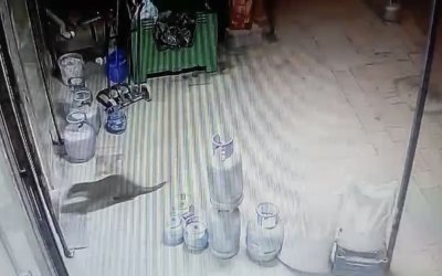 Dilek Mahallesi’nde Su Samuru Sürprizi: Esnafın Güvenlik Kamerasına Takıldı