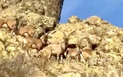 Vali Yavuz’dan Doğal Yaşam Çağrısı: “Yaban Keçilerine Sahip Çıkmalıyız”