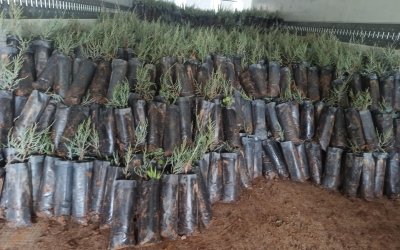 Türkiye’den Türkmenistan’a 50 Bin Fidan Desteği