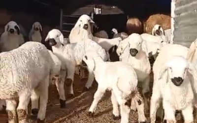 Hayvancılık Stratejik Bir Alan, Alın Teri Karşılıksız Kalmıyor