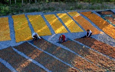 Malatya Kuru Kayısı İhracatı 2025’te 303,5 Milyon Dolar Gelir Sağladı