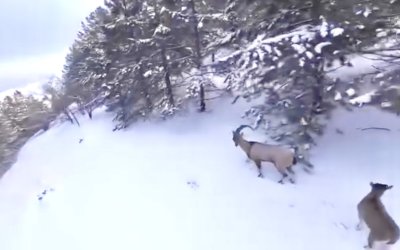 Malatya’da Yaban Keçisi Avına 956 Bin TL Ceza