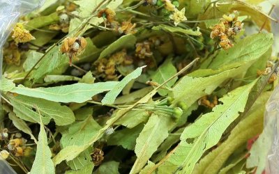 Gribe Karşı Doğal Destek: Ihlamur ve Bitki Çayları