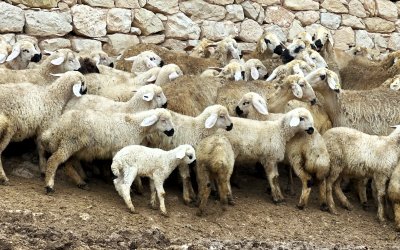 Malatya’da Kuzu Doğum Sezonu Başladı: Üreticiler Gece Gündüz Ağılda