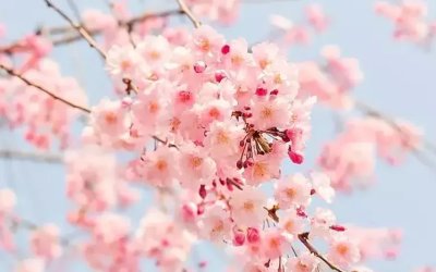 İlk Cemre Havaya Düştü, Baharın İşaretleri Görülmeye Başlandı