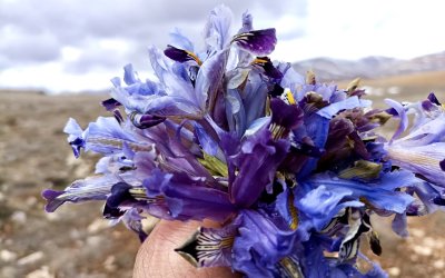 Nevruz Çiçekleri İle Darende Dağları Renk Cümbüşüne Büründü