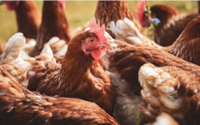 Mısır İthalatında Yeni Düzenleme: 3 Milyon Tonluk Kontenjan Açıldı