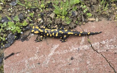 Gündüzbey’de Nadir Tür Görüntülendi: Anadolu semenderi Ortaya Çıktı