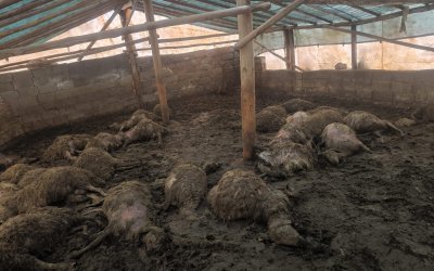 Arguvan’da Kurdun Girdiği Ağılda 40 Koyun Telef Oldu