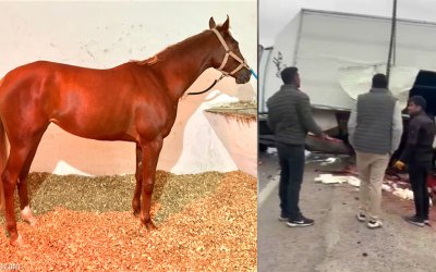 At Nakil Aracı Kaza Yaptı: Şampiyon Telef Oldu