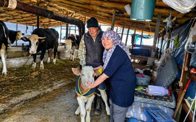 Malatya Tarım Müdürlüğü’nden Buzağı Yetiştiricilerine Tam Destek