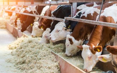 Malatya’da Kurbanlık Fiyatları Netleşti