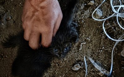 Minik Can Baca Deliğinde Mahsur Kaldı, İtfaiye Seferber Oldu