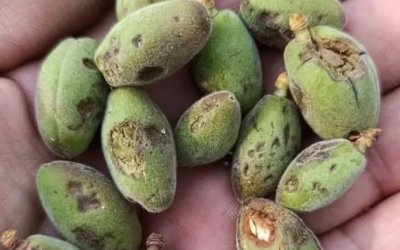 Malatya’da Dolu Felaketi: Kayısı Üreticisi Büyük Darbe Aldı