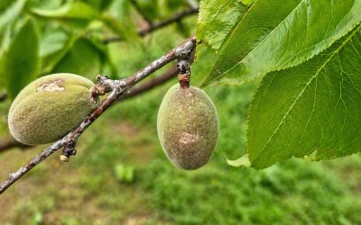 Malatya’da Dolu Sonrası Hasar Tespit Çalışmaları Başladı