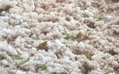 Yıldız: “Kayısı Üreticisinin Yanındayız, Yaralar Sarılmalı”