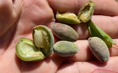 Kılıç “Komisyon Oyalamasıyla Uğraştırmadan Üreticimizin İmdadına Yetişin”