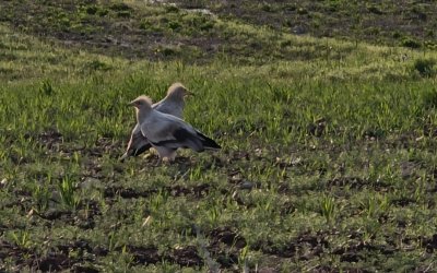 Adıyaman’da Koruma Altındaki Küçük Akbabalar Görüntülendi