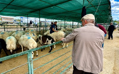Canlı Hayvan Pazarında Son Gün